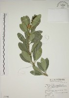 藏品(蘭嶼念珠藤)的圖片