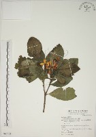 藏品(山黃梔)的圖片