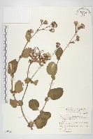 藏品(蘭嶼木耳菜)的圖片