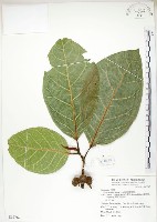 藏品(大冇榕、稜果榕)的圖片