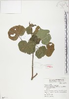 藏品(山芙蓉、臺灣山芙蓉、狗頭芙蓉)的圖片