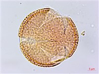 藏品(蘭嶼土沉香)的圖片