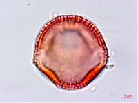 藏品(蟲屎)的圖片