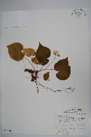 藏品(蘭嶼秋海棠)的圖片