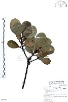 藏品(山欖、樹青)的圖片