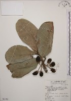 藏品(大葉山欖、臺灣膠木)的圖片