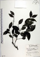 藏品(蘭嶼柿)的圖片