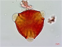 藏品(交趾衛矛)的圖片