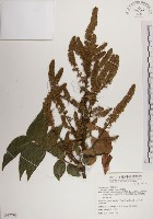 藏品(番龍眼)的圖片