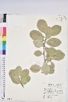 藏品(白樹仔)的圖片