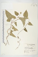 藏品(吊鐘藤)的圖片