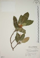 藏品(蘭嶼馬蹄花)的圖片