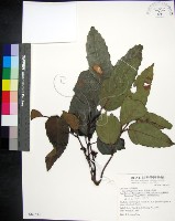 藏品(菲律賓火筒樹)的圖片