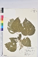 藏品(花蓮鐵莧、臺東鐵莧)的圖片