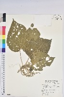 藏品(花蓮鐵莧、臺東鐵莧)的圖片