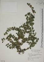 藏品(越橘葉蔓榕)的圖片