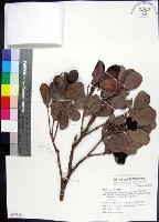 藏品(疏脈赤楠)的圖片