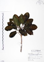 藏品(假三腳虌)的圖片