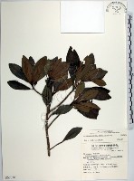 藏品(樹杞)的圖片