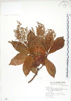 藏品(呂宋水錦樹)的圖片