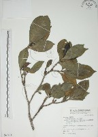 藏品(山黃梔)的圖片