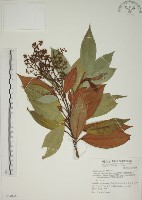 藏品(大野牡丹)的圖片