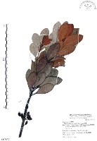 藏品(山欖、樹青)的圖片