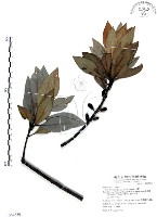 藏品(山欖、樹青)的圖片