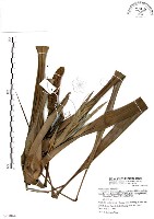 藏品(山露兜、山林投、林投舅)的圖片