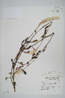 藏品(青葙)的圖片