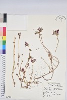 藏品(飛揚草)的圖片
