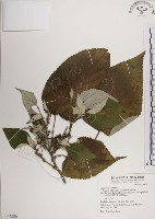 藏品(落尾麻)的圖片