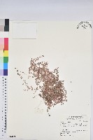 藏品(小葉大戟)的圖片