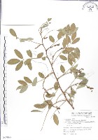 藏品(尖葉木藍)的圖片
