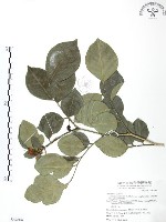 藏品(長果月橘)的圖片