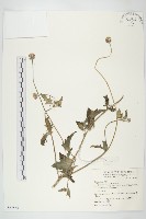 藏品(長柄菊)的圖片