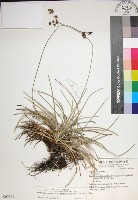 藏品(乾溝飄拂草)的圖片