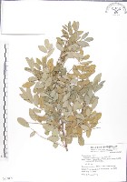 藏品(尖葉木藍)的圖片