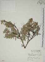 藏品(水芫花)的圖片