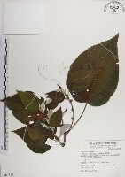 藏品(落尾麻)的圖片