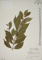 藏品(朝鮮紫珠、蘭嶼女兒茶)的圖片