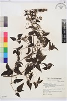 藏品(威靈仙)的圖片