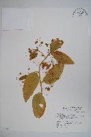 藏品(蘭嶼山柑)的圖片