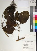 藏品(臭娘子)的圖片