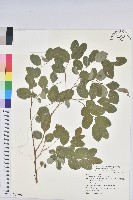 藏品(紅仔珠)的圖片