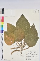 藏品(紅頭鐵莧、蘭嶼鐵莧)的圖片