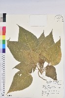 藏品(紅頭鐵莧、蘭嶼鐵莧)的圖片