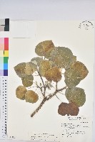 藏品(圓葉血桐)的圖片