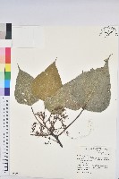 藏品(紅肉橙蘭、華血桐)的圖片