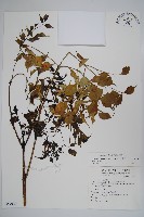 藏品(山菜豆)的圖片